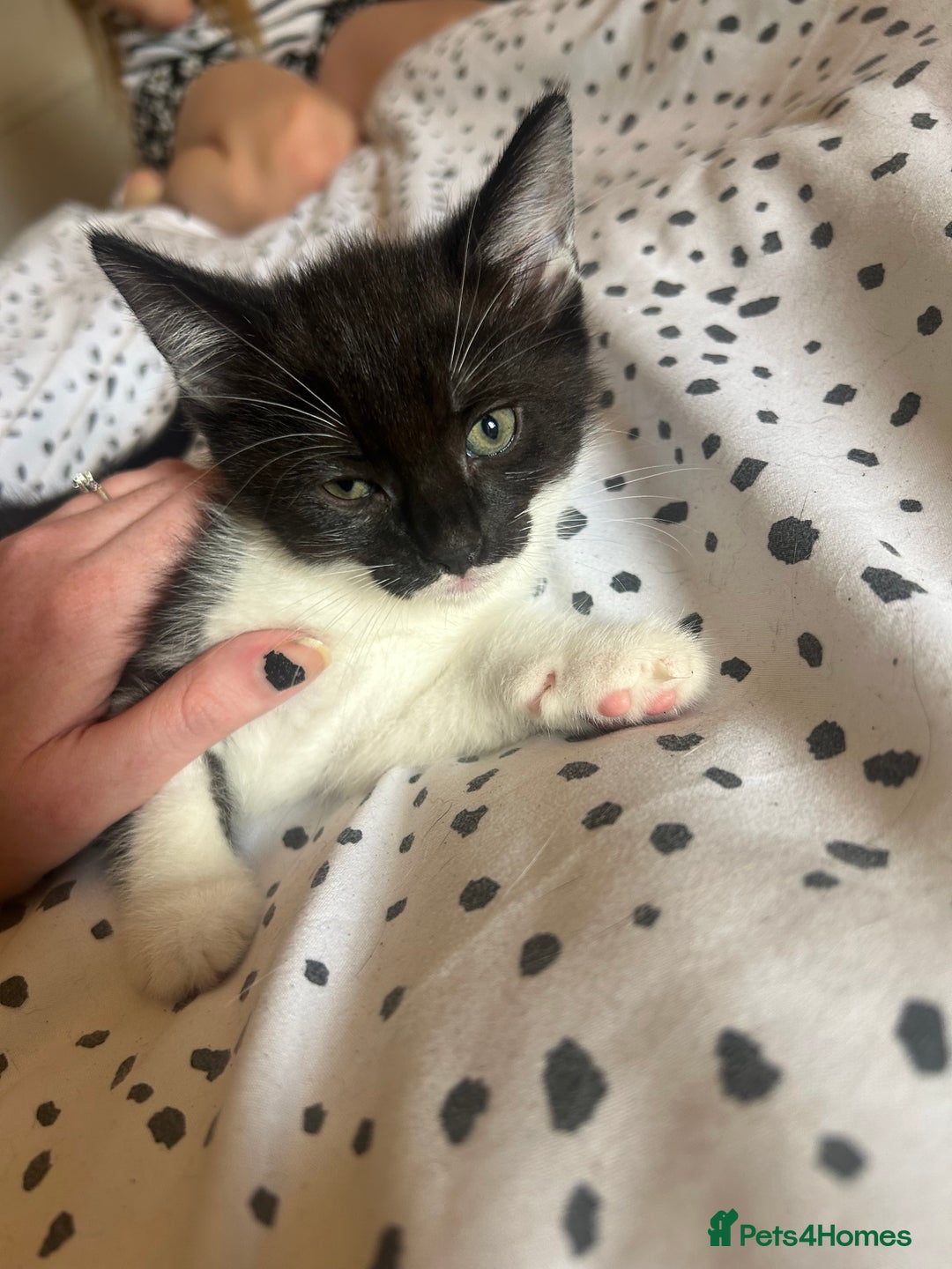 Domestic Shorthair cats for sale: BEAUTIFUL KITTENS FOR SALE, READY TO GO 29th AUG - Image 7