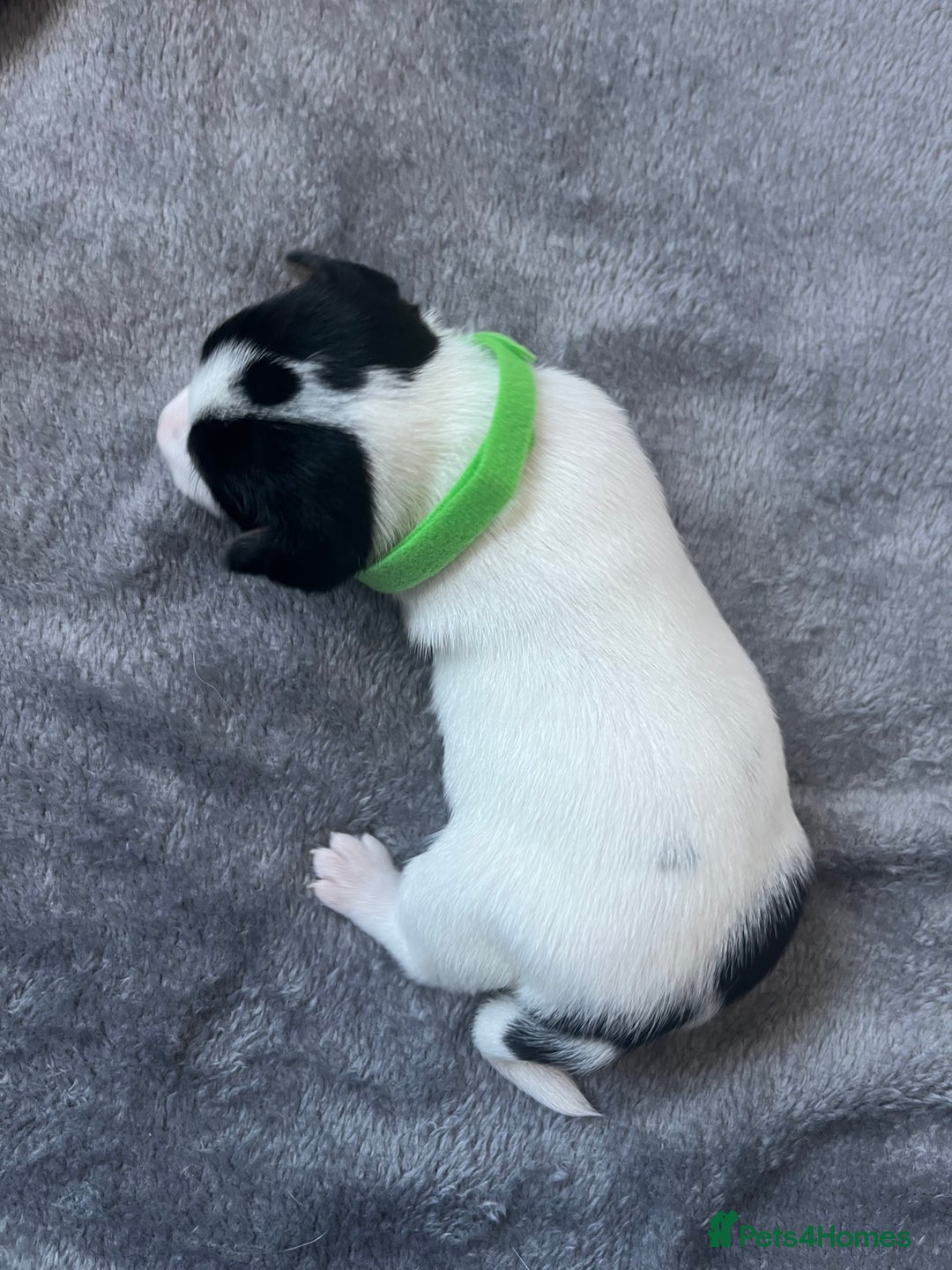 Jack Russell dogs for sale: Beautiful Jack Russell puppies for sale - Image 5