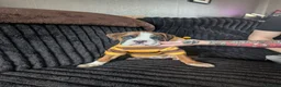 Boxer dogs for sale: Stunning boxer puppies  - Advert 9