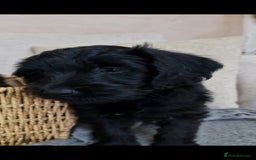 Jackapoo dogs for sale: Jackapoo - Image 7