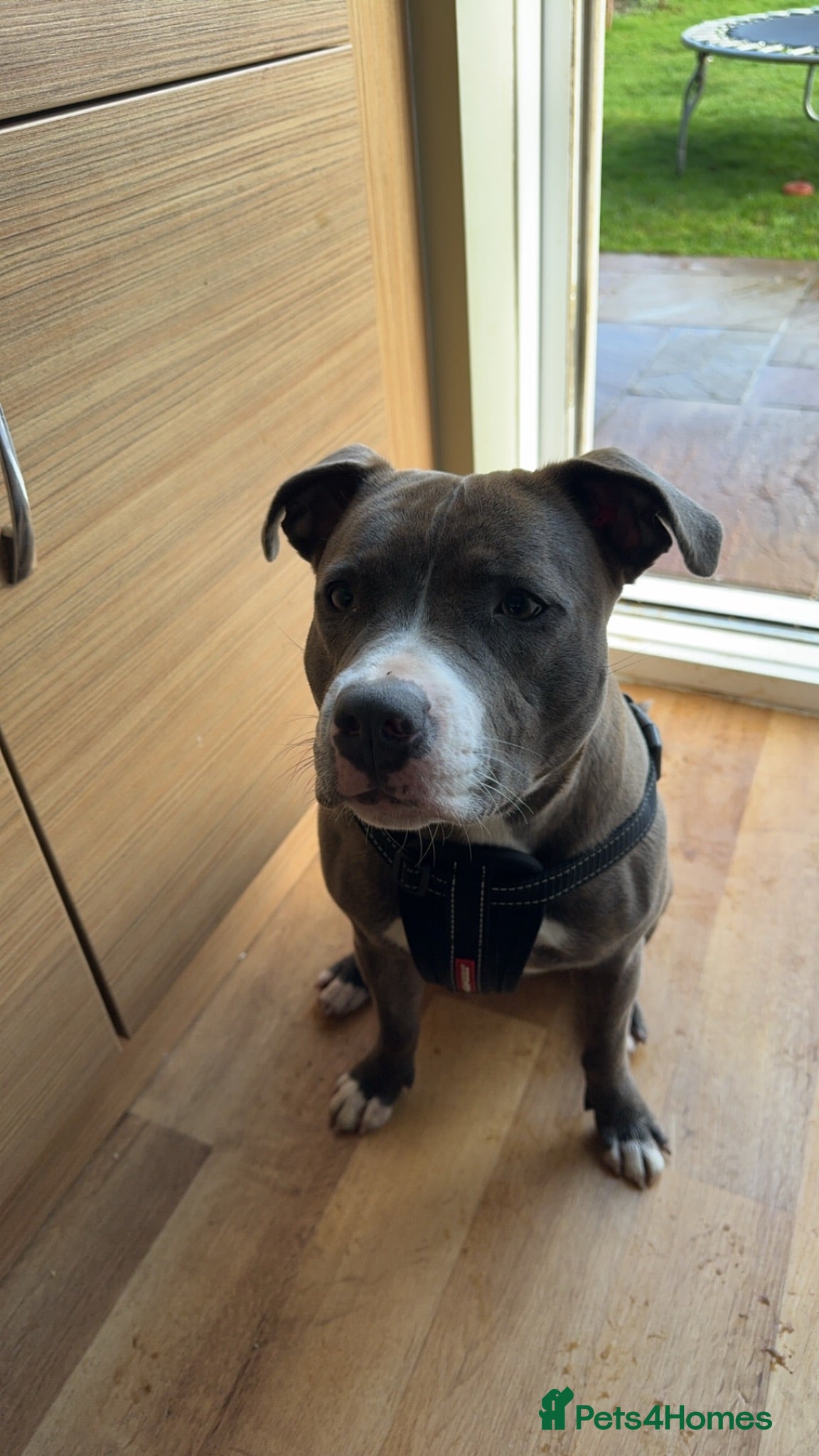 Staffordshire Bull Terrier dogs Blue Staffordshire bull terrier  - Advert 1