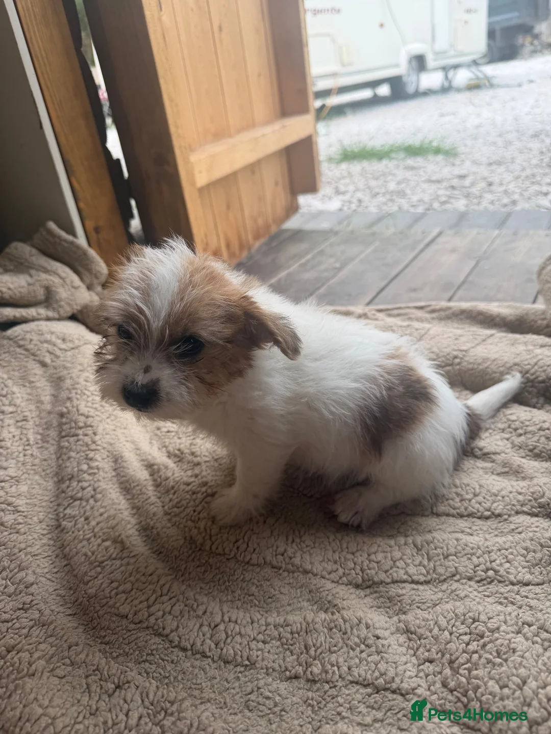 Jack Russell dogs for sale: Short legged, smooth coat/long coat jack russels in Burton-on-Trent - Advert 13