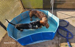 Dachshund dogs for sale: TWO DAUSHUNDS - Image 17