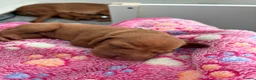 Hungarian Vizsla dogs for sale: Hungarian Vizsla Puppies in Bridgend - Advert 19