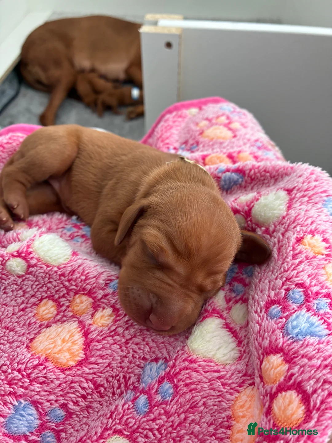 Hungarian Vizsla dogs for sale: Hungarian Vizsla Puppies in Bridgend - Advert 19