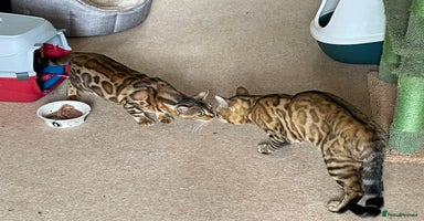 Bengal cats 🐆Beautiful Purebred Bengal Kitten  🐾 - Advert 16