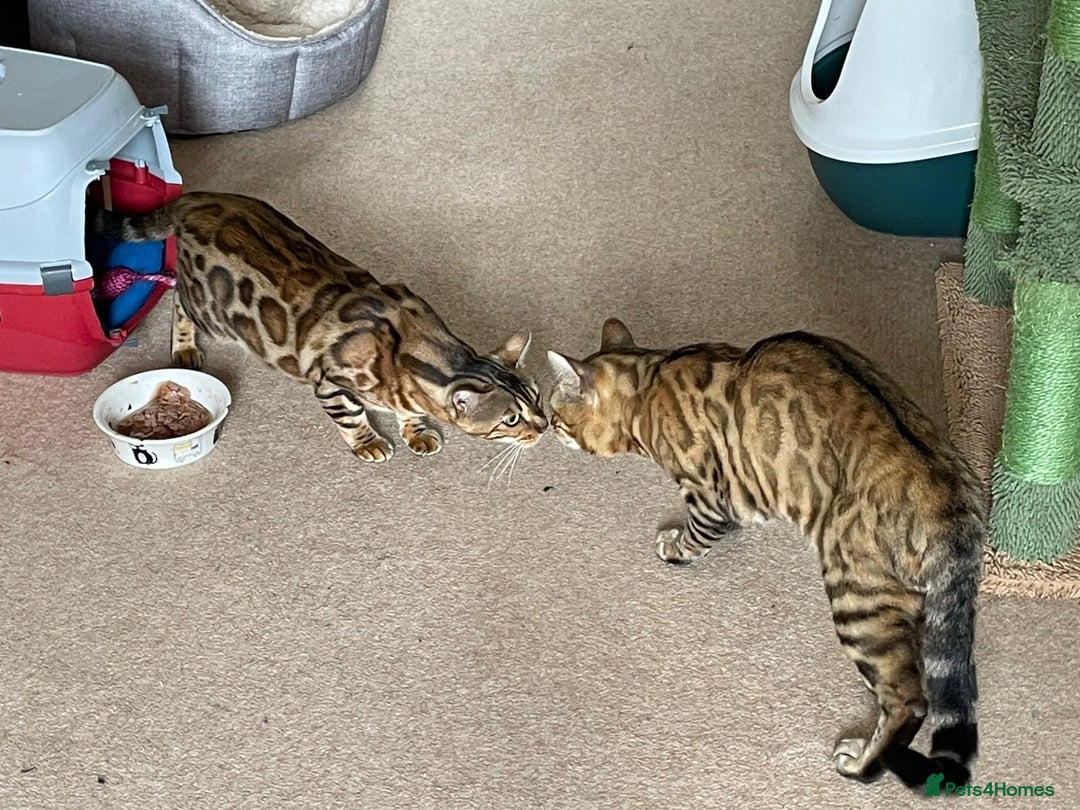 Bengal cats for sale: 🐆Beautiful Purebred Bengal Kitten  🐾 - Advert 3