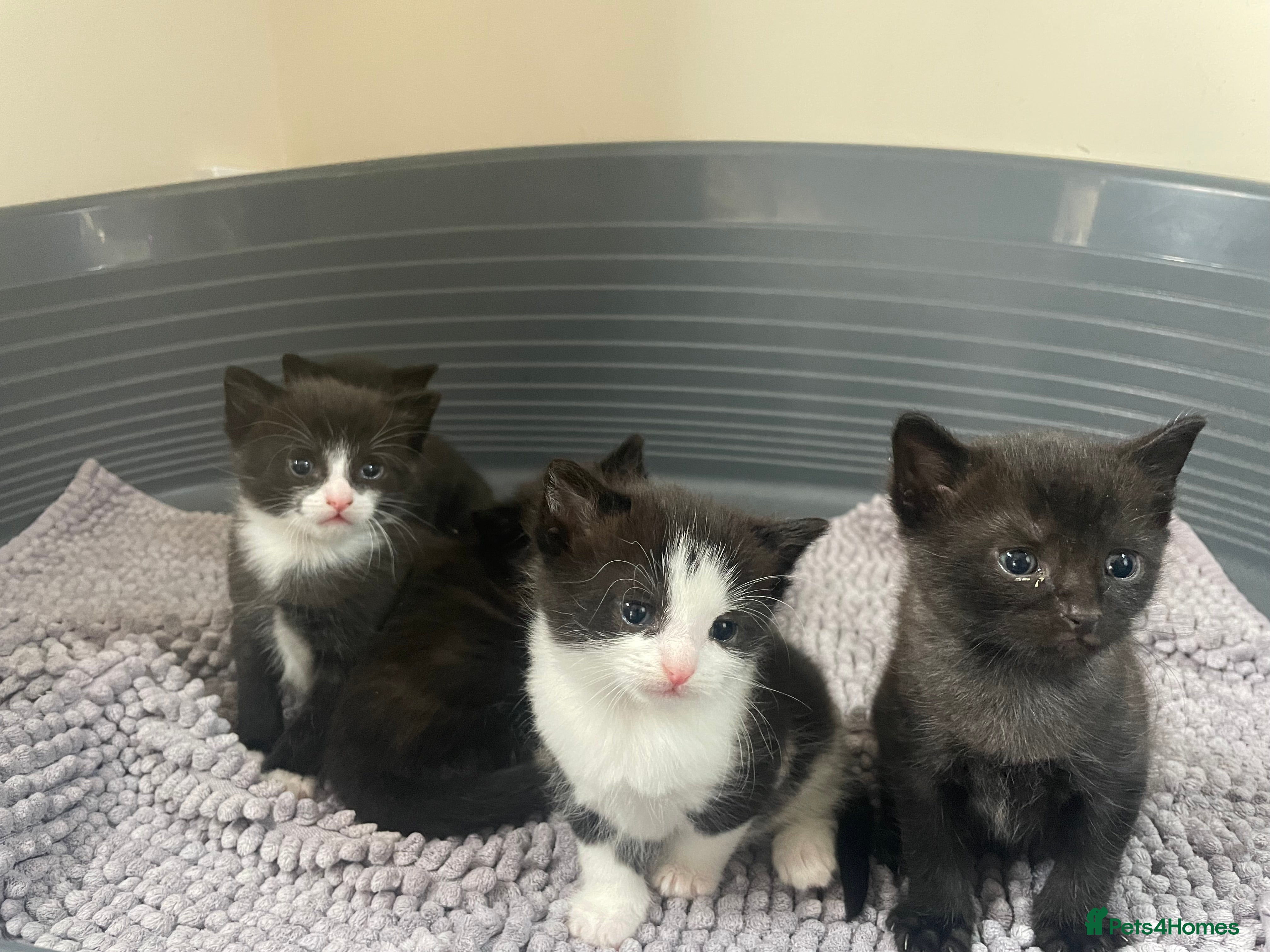 Mixed Breed cats Kittens - Advert 13