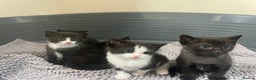 Mixed Breed cats for sale: Kittens - Advert 1