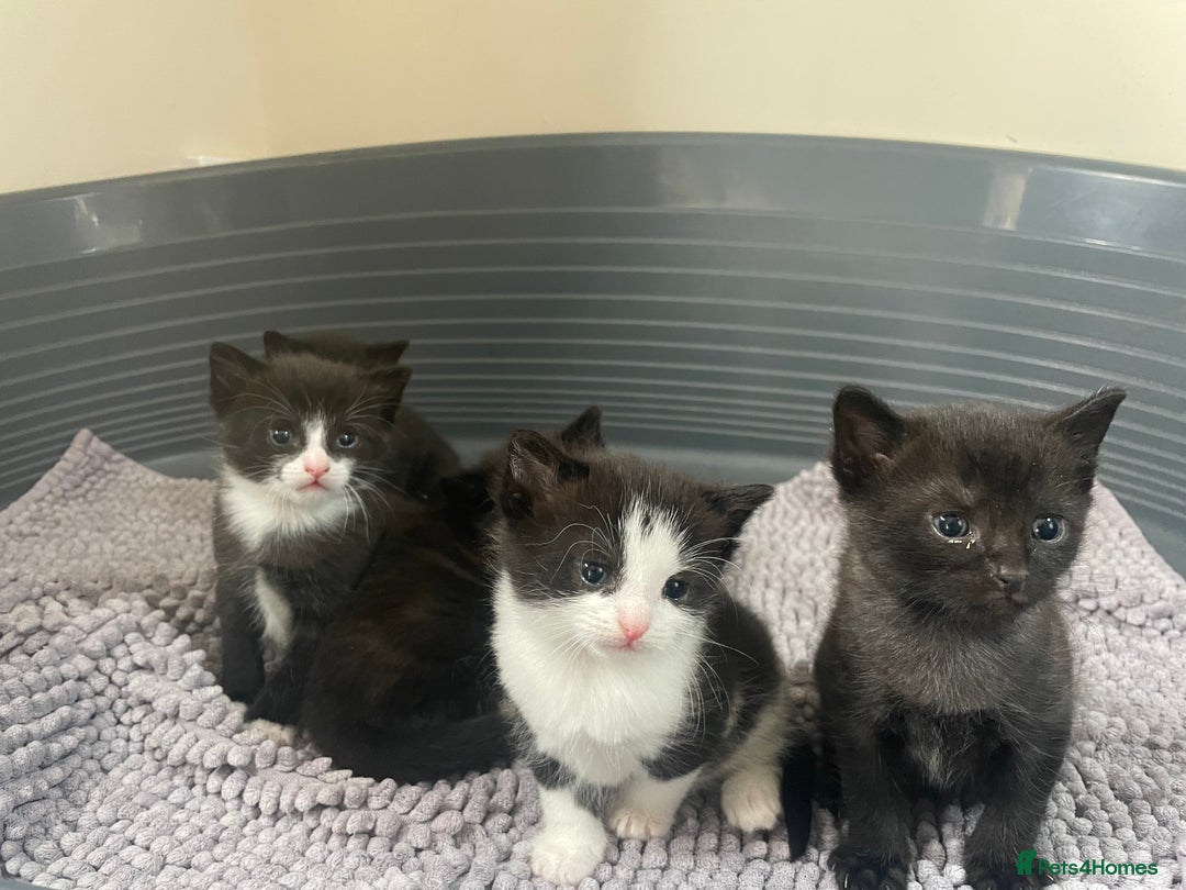 Mixed Breed cats for sale: Kittens - Image 1