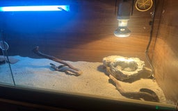 Gecko reptiles for sale: 2 x sand gecko and set up - Image 2