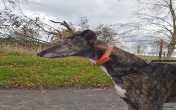 Greyhound dogs for adoption: 💕Meet gorgeous girl Cass - Advert 2