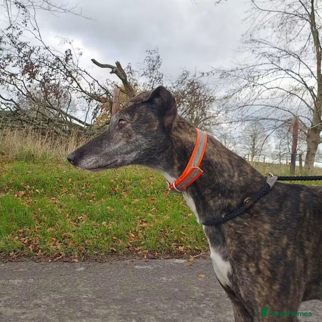 Greyhound dogs for adoption: 💕Meet gorgeous girl Cass - Advert 2