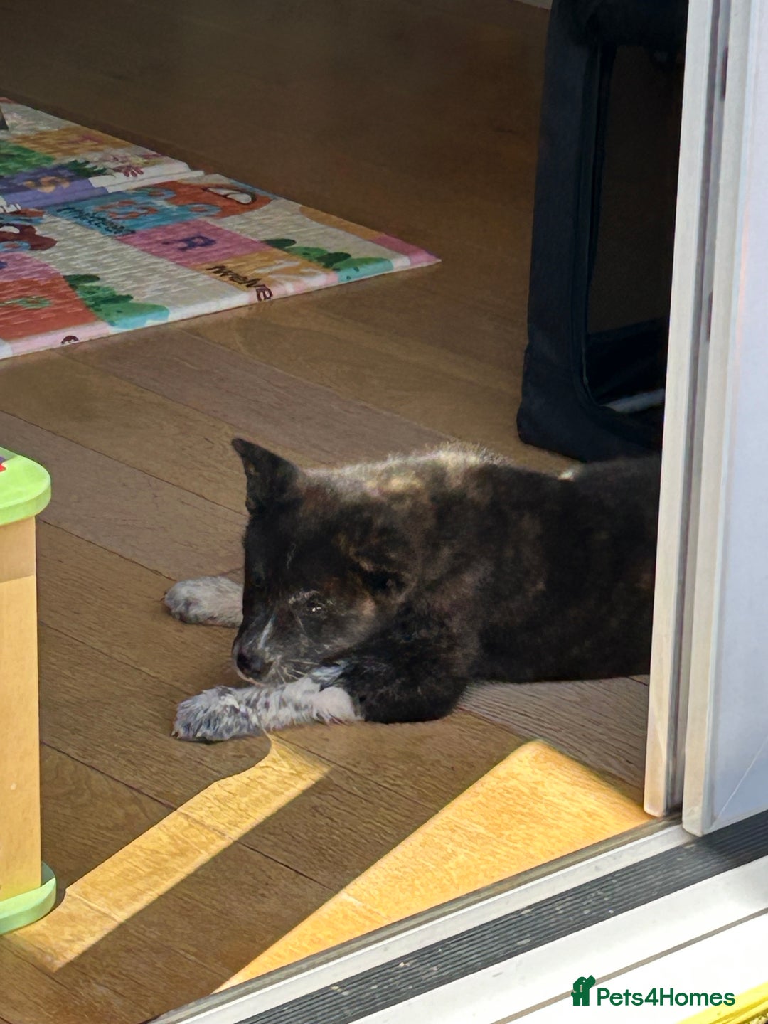 Japanese Akita Inu dogs for sale: Female Jap akita for sale - Image 2