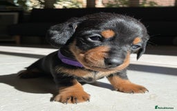Miniature Dachshund dogs for sale: KC Registered Miniature Dachshund Puppies    - Image 15