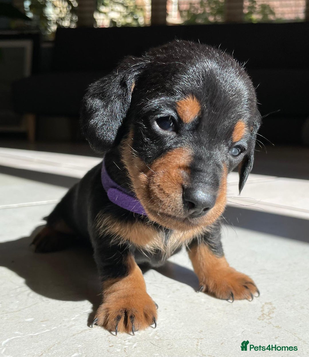 Miniature Dachshund dogs for sale: KC Registered Miniature Dachshund Puppies    - Image 15