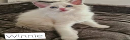 Ragdoll cats for sale: Gorgeous pure bread ragdoll kittens - Advert 12