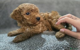Cavapoo dogs for sale: Miniature F1B Cavapoo puppies 1 Left - Image 3