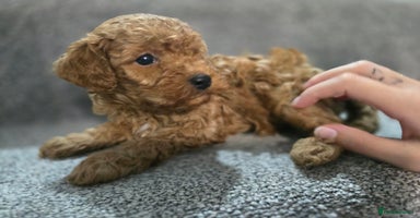 Cavapoo dogs - Advert 8