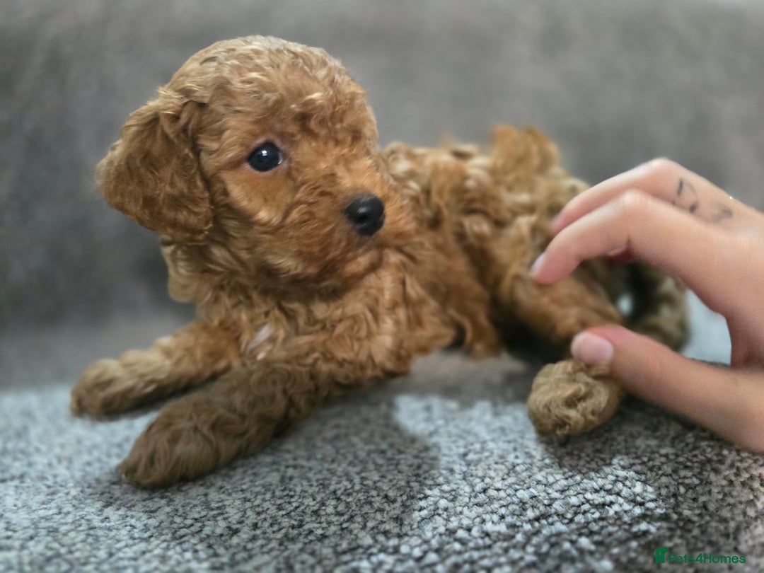 Cavapoo dogs for sale: Miniature F1B Cavapoo puppies 1 Left - Image 3