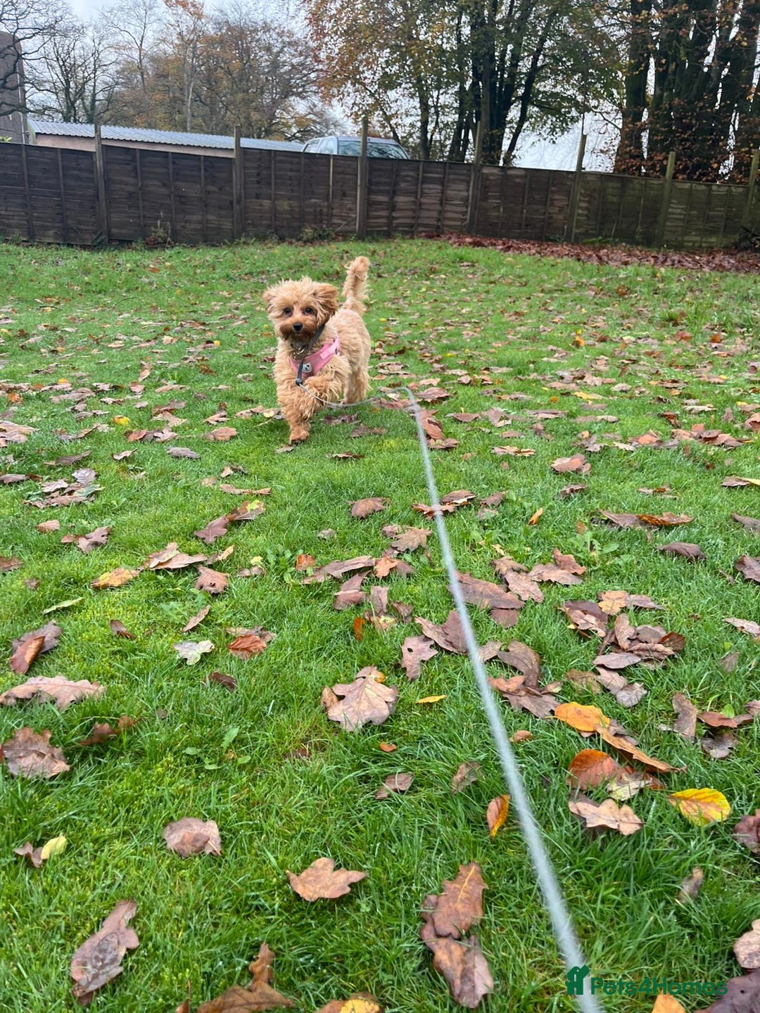 Cavapoo dogs for sale: 6 month old female Cavapoo looking for new home - Image 3