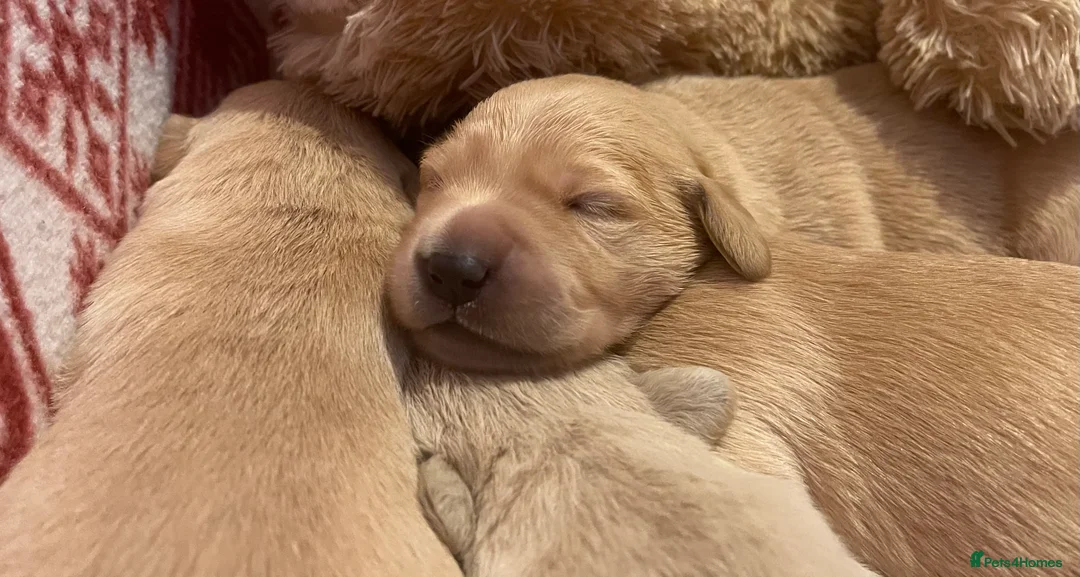 Golden Retriever dogs for sale: KC Registered Golden Retriever Puppies - Advert 3