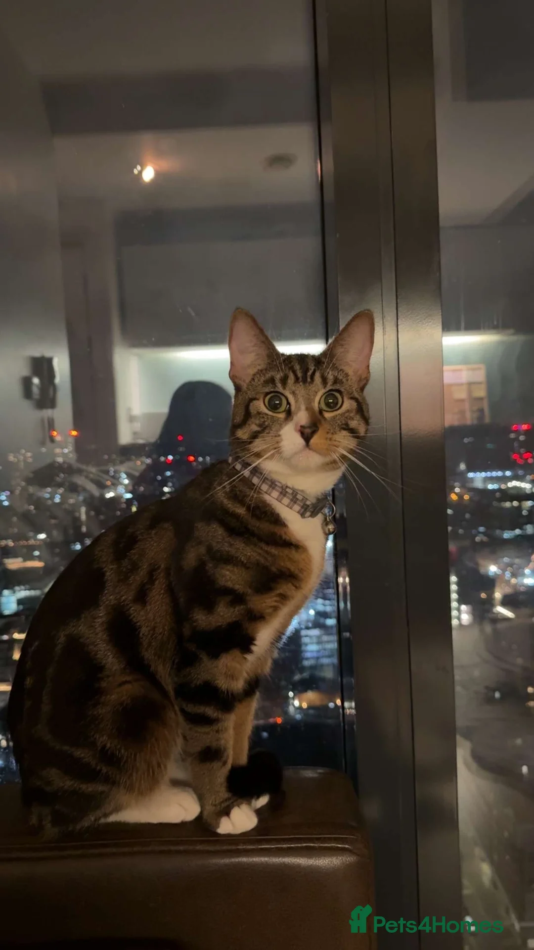 American Shorthair cats for sale: Tabby American Shorthair ten month kitten - Advert 5