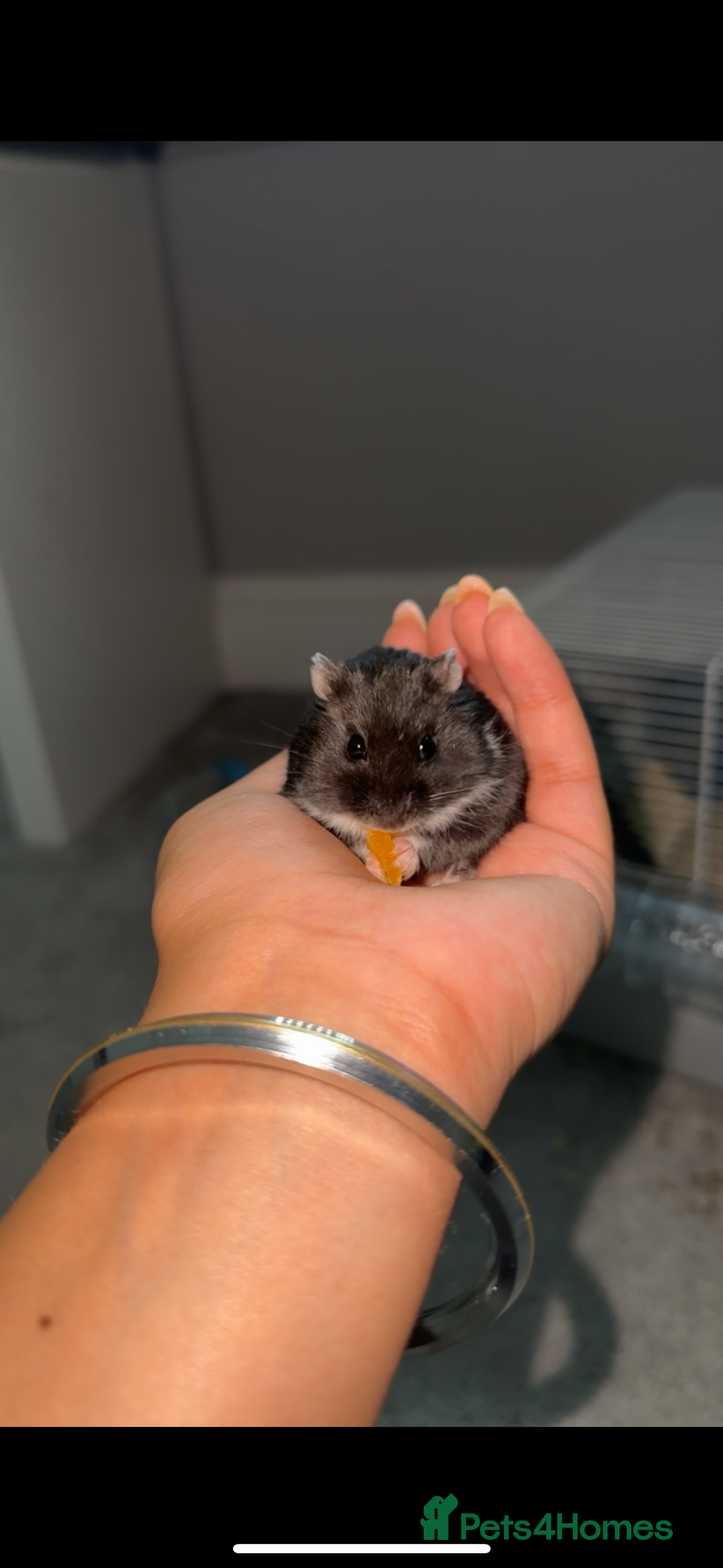 Hamster rodents for sale: Russian dwarf hamster with cage  - Image 1