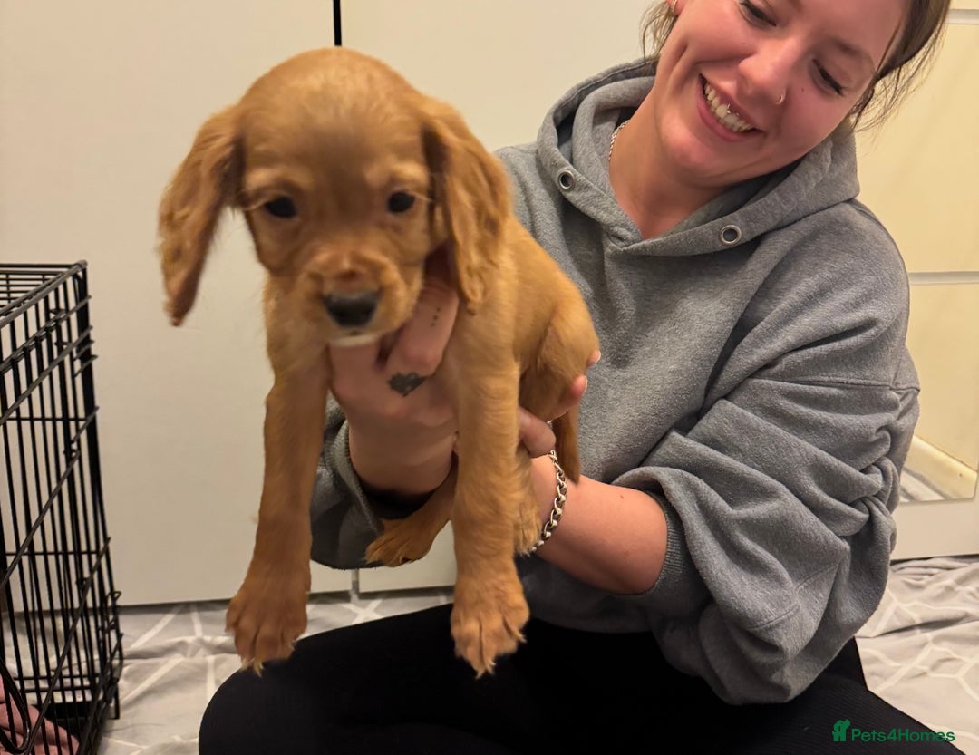 Cocker Spaniel dogs for sale: Cocker Spaniel Puppy *READY FOR HOMES NOW* - Advert 2