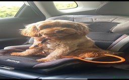 Cavapoo dogs for sale: Extensively health tested toy cavapoo puppies - Image 7