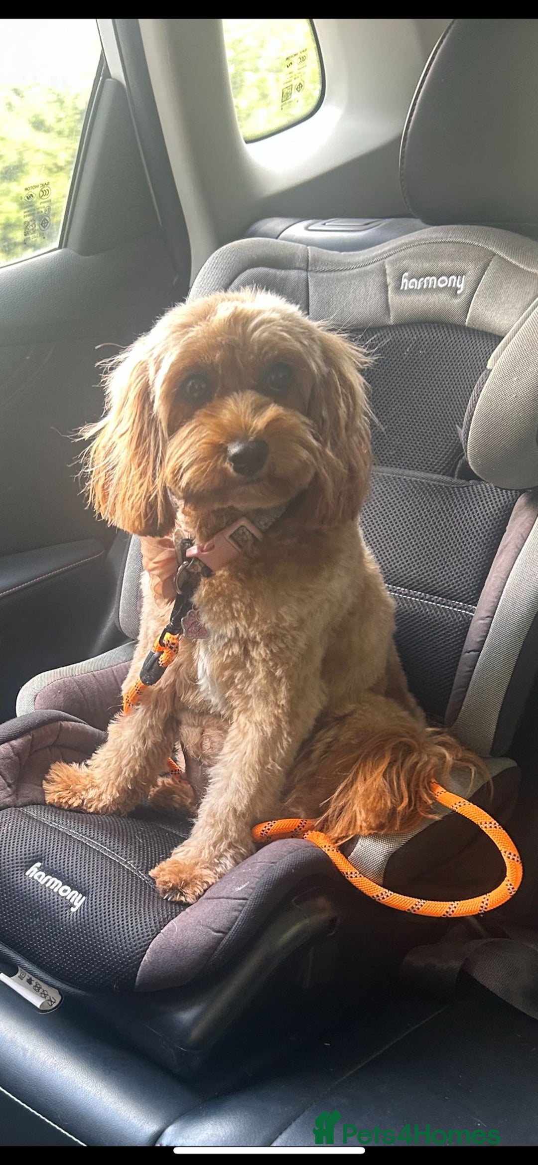 Cavapoo dogs for sale: Extensively health tested toy cavapoo puppies - Image 7