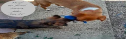 Mixed Breed dogs for adoption: Hazel, 6 months approx. Available for adoption. - Advert 10
