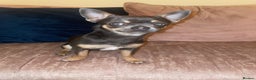 Chihuahua dogs for stud: Small chihuahua stud only not for sale proven  in Bury Saint Edmunds - Advert 4
