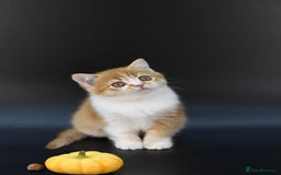 Scottish Fold cats for sale: LICENSED CATTERY, PURE BREED TOP QUALITY KITTENS - Image 29