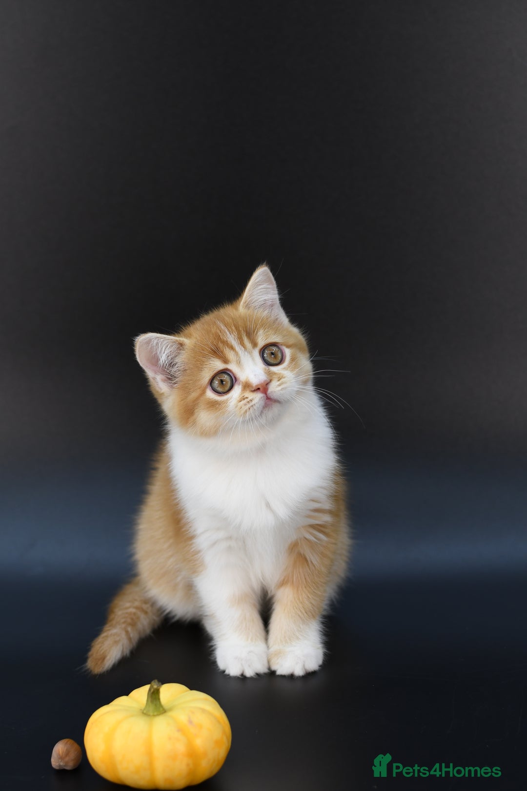 Scottish Fold cats for sale: LICENSED CATTERY, PURE BREED TOP QUALITY KITTENS - Image 29