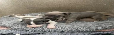 Whippet Puppy 2