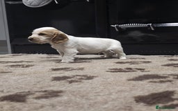 Cocker Spaniel dogs for sale: Show Cocker Spaniel  - Image 11