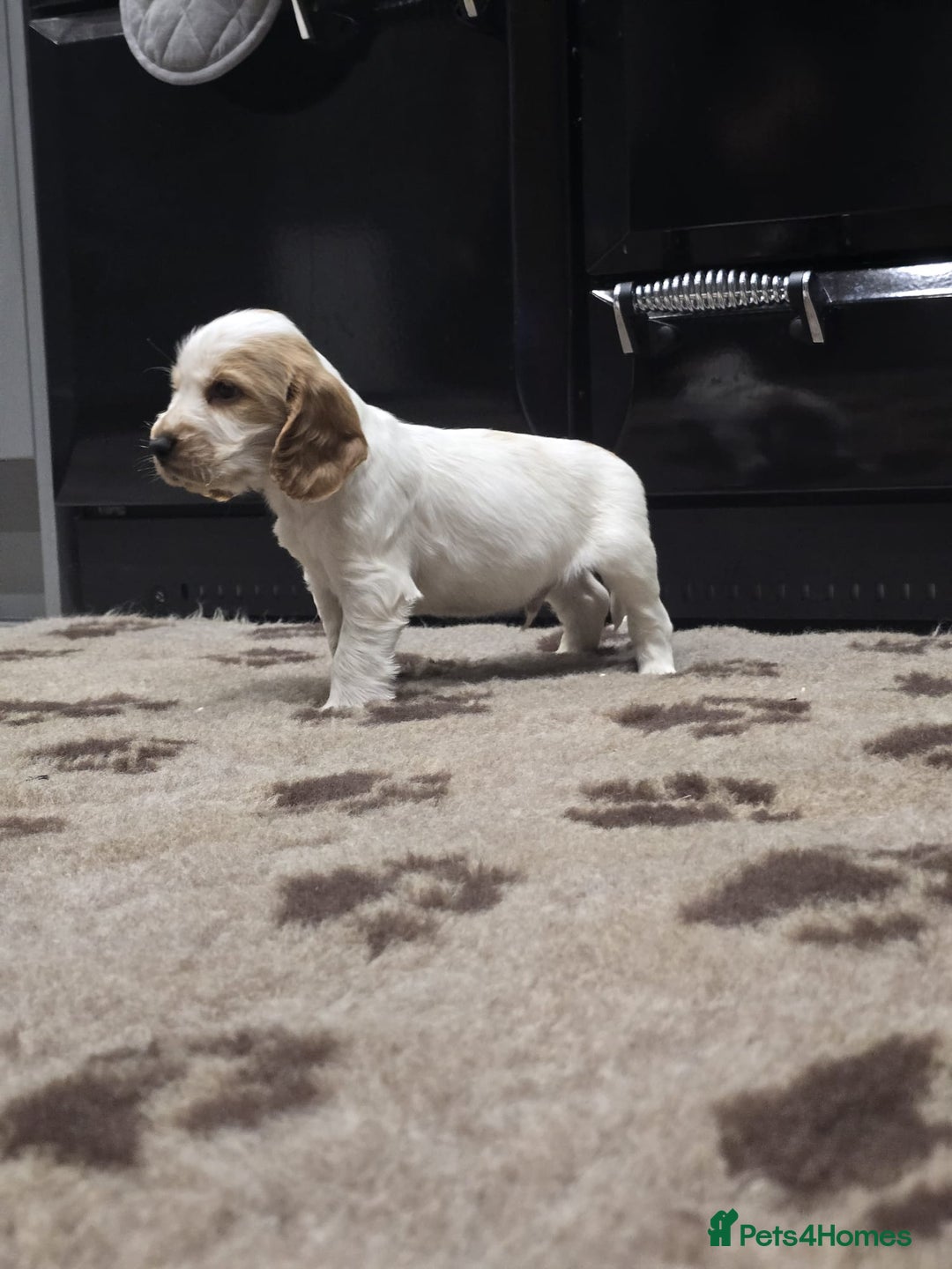 Cocker Spaniel dogs for sale: Show Cocker Spaniel  - Image 11