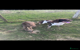 English Springer Spaniel dogs for stud: For Stud - Image 8