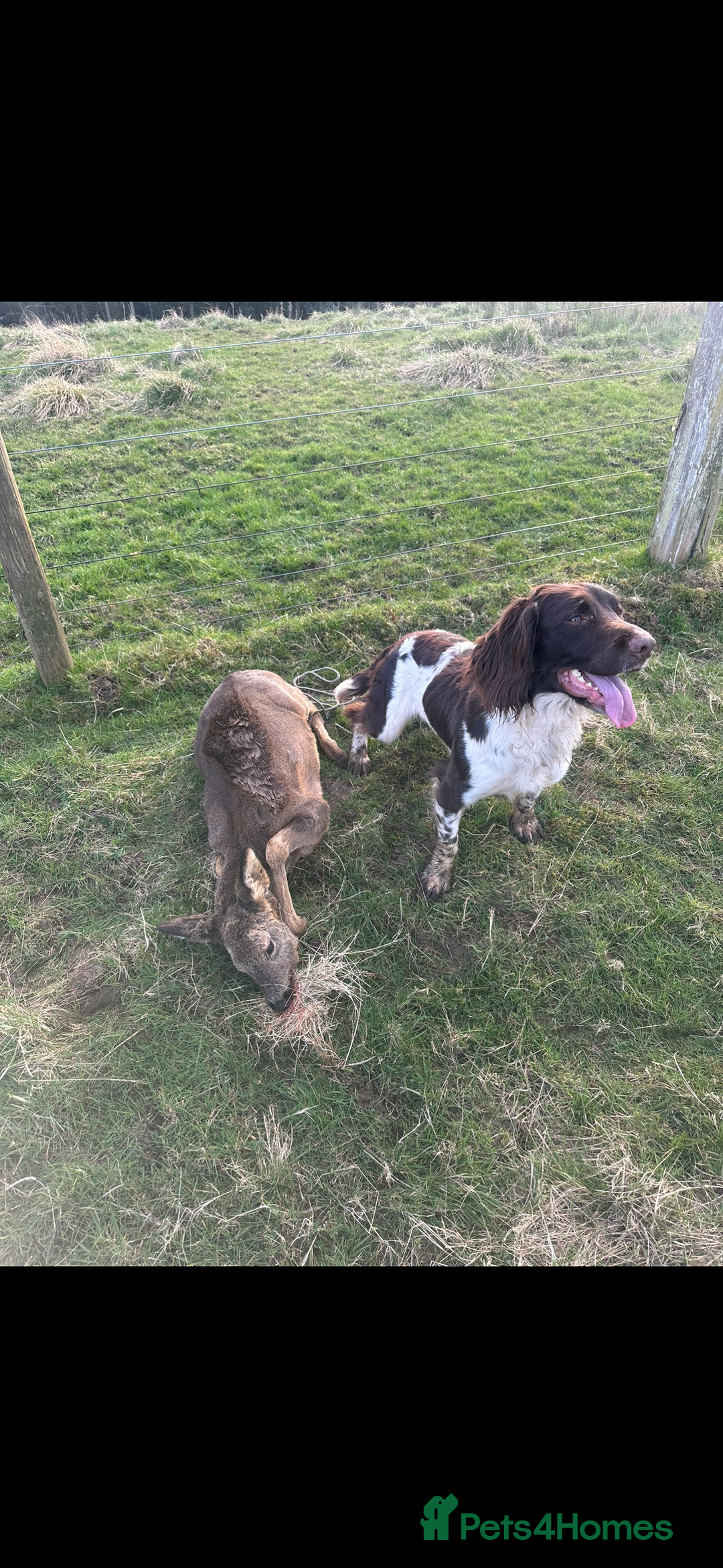 English Springer Spaniel dogs for stud: For Stud - Image 8