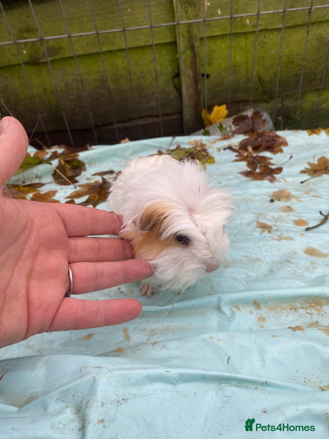 Guinea Pig rodents for sale: Fluffy long haired Peruvian cross Sheltie babies - Advert 7