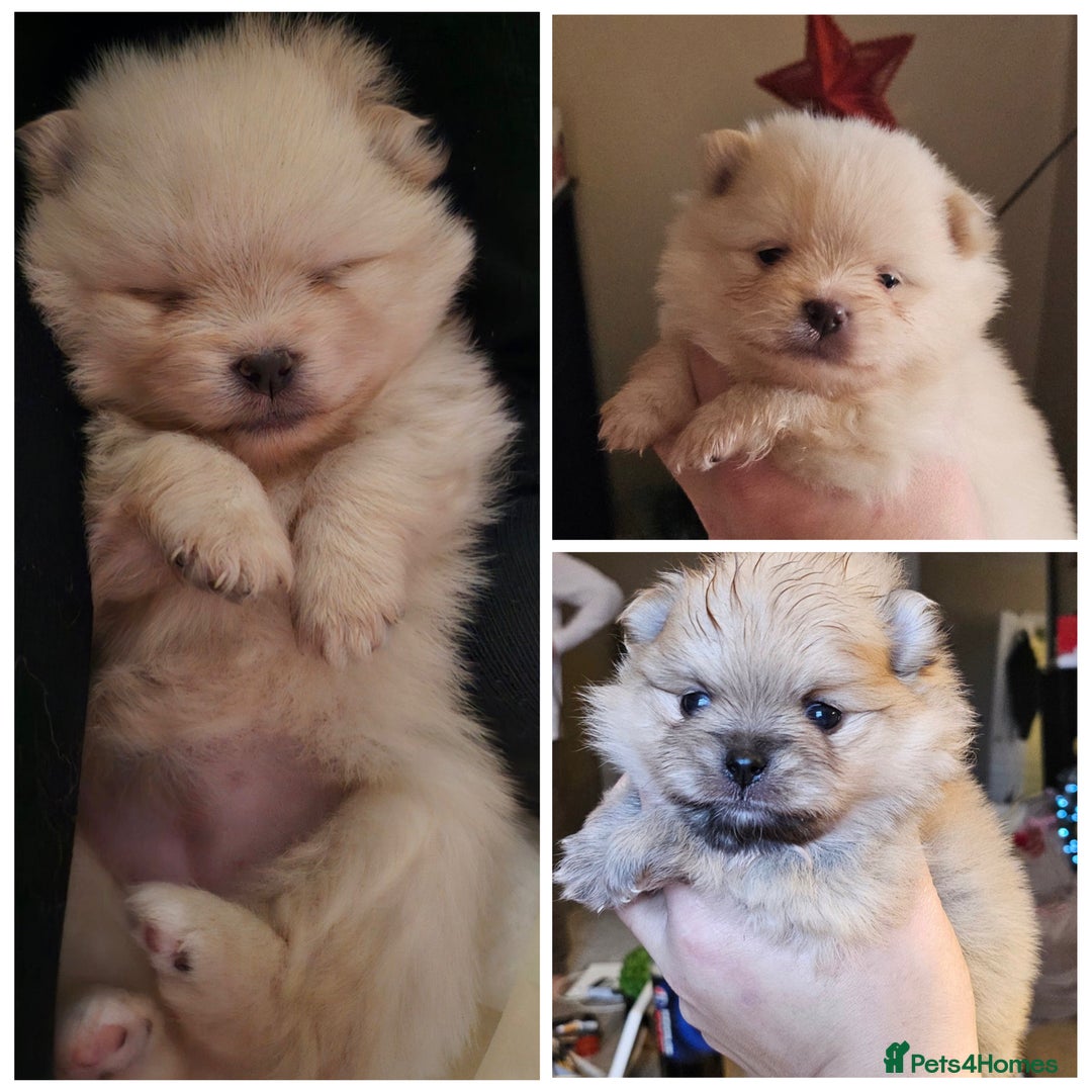 Pomeranian dogs for stud: Prince George Bridgeton 👑 - Advert 31