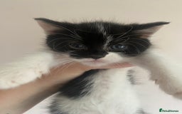Mixed Breed cats for sale: 2 kittens ready for they’re forever homes - Image 2