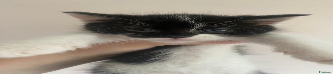 Mixed Breed Kitten 2