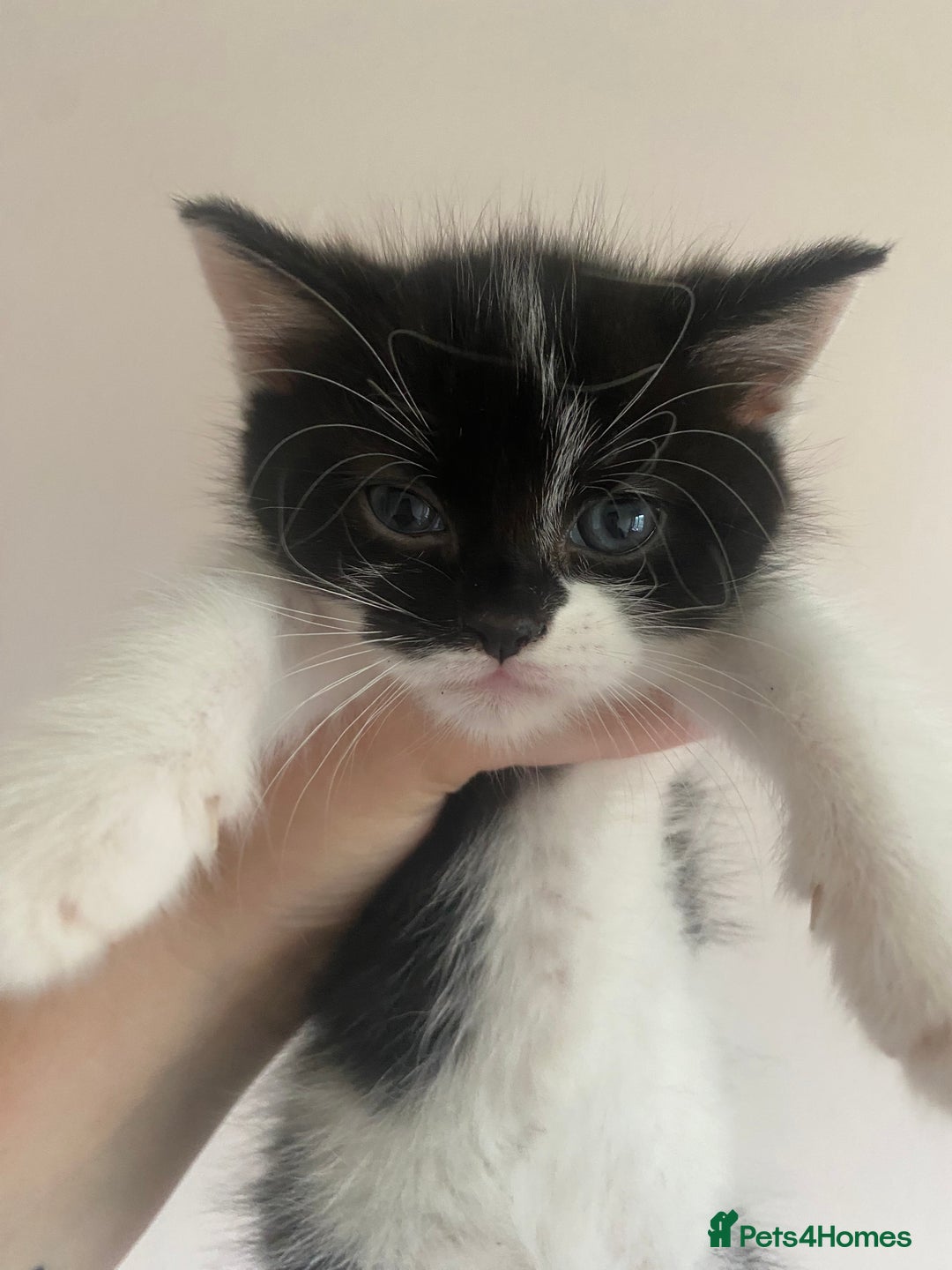 Mixed Breed cats for sale: 2 kittens ready for they’re forever homes - Image 2