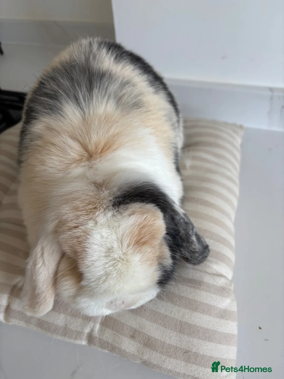 Mini Lop rabbits for sale: Gorgeous mini lop doe  - Advert 2