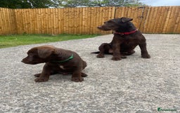 Patterdale Terrier dogs for sale: ⭐️PATTERDALE TERRIER PUPPIES  - Image 7