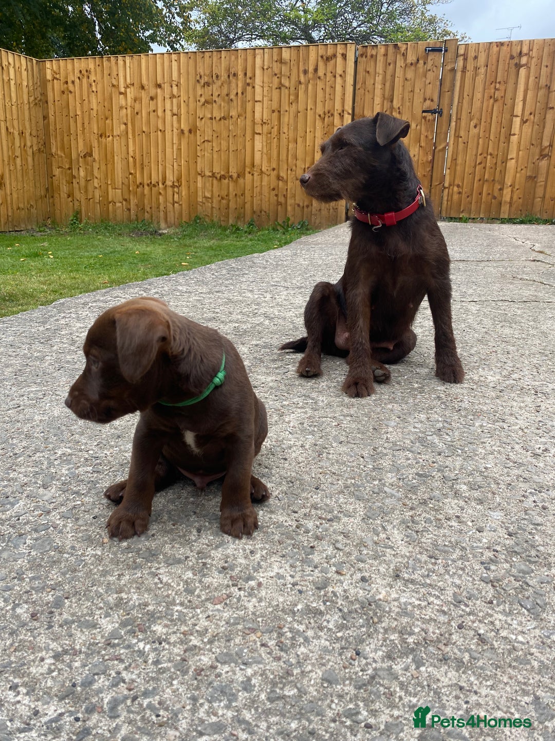 Patterdale Terrier dogs for sale: ⭐️PATTERDALE TERRIER PUPPIES  - Image 7