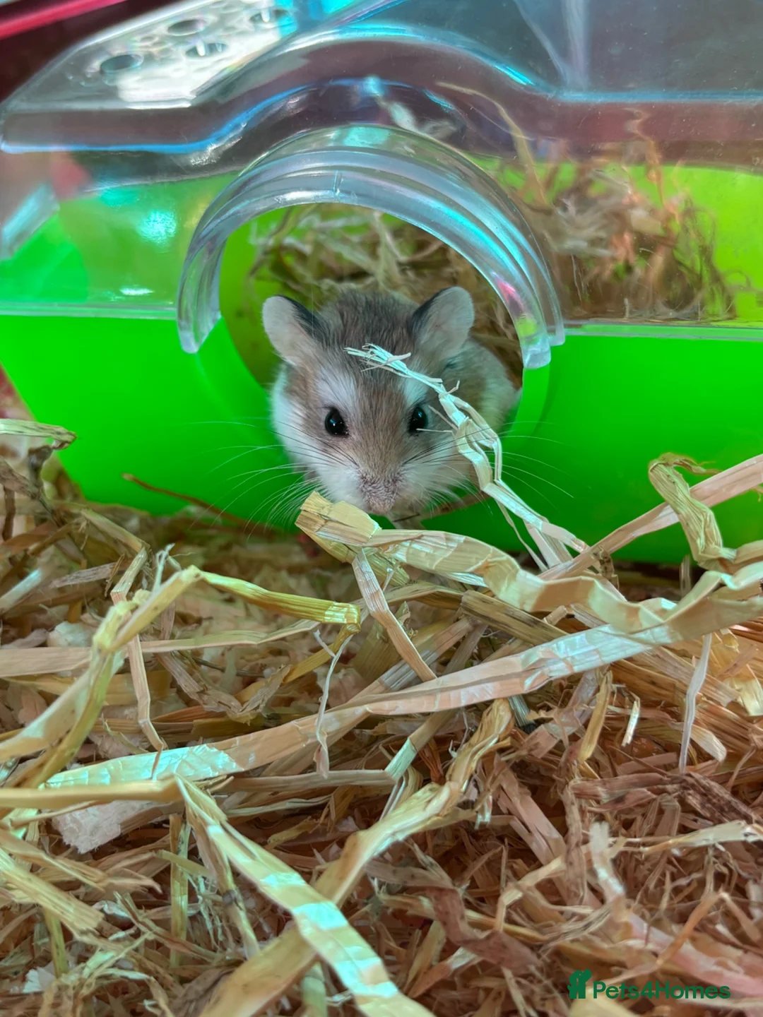 Hamster rodents for sale: Dwarf hamster in Nottingham - Advert 1