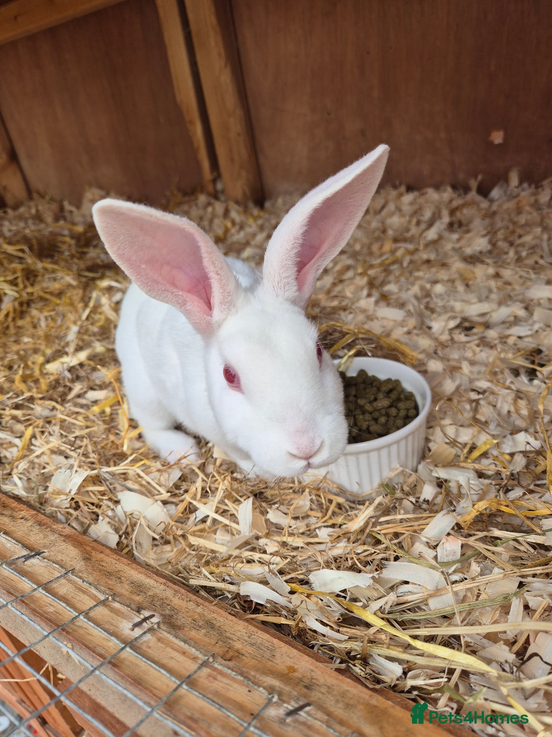 Rex rabbits for sale: Lovely little ermine baby rex buck  - Image 3